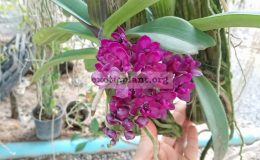 Rhyncostylis-gigantea-red-35