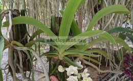 Rhyncostylis-gigantea-white-35