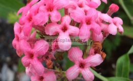 Rondeletia-leucophylla-Mexico-25