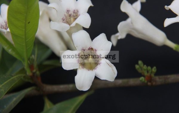 Rothmania-schoemanii