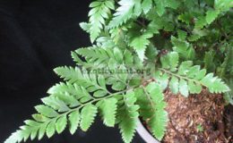 Rumohra-adiantiformis-26