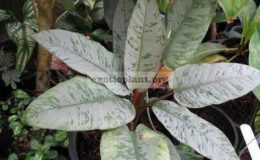 Schismatoglottis-Purple-Sword20