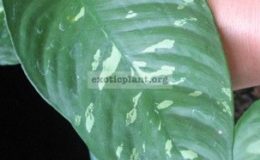 Schismatoglottis-neo-guineensis-variegata-900-