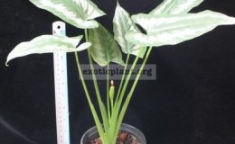 Schismatoglottis-picta-20