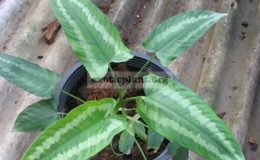 Schismatoglottis-sp.T01-20