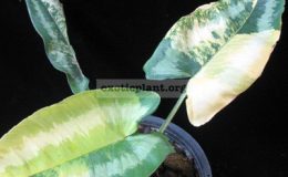 Schismatoglottis-sp.T01-yellow-variegated-75
