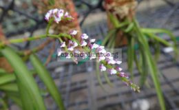 Schoenorchis-gemmata-from-vietnam-