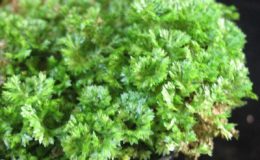 Selaginella-apoda-12-e1457792724288