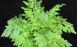 Selaginella-cuspidata-12-e1457792772488