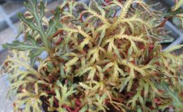 Selaginella-erythropus-12