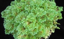 Selaginella-kraussiana-12-e1457792527709