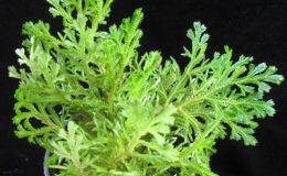 Selaginella-plana-12