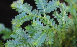 Selaginella-uncinata-12