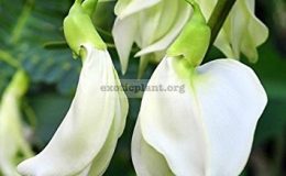 Sesbania-Grandiflora-white