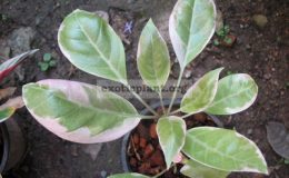 Solandra-grandiflora-albomarginata-