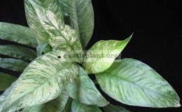 Spathiphyllum-City-of-Angel-15-25-