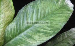 Spathiphyllum-City-of-Angel-15-25-1-1