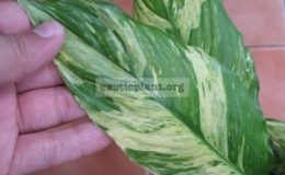 Spathiphyllum-Manua-Loa-White-variegated-30