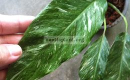 Spathiphyllum-Silver-Rain-35-