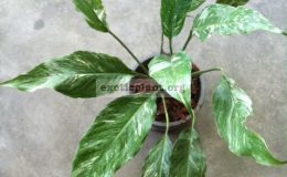 Spathiphyllum-Silver-Rain-35-1-1