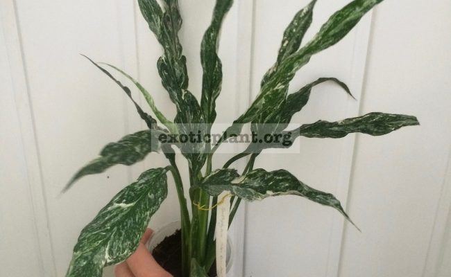 Spathiphyllum-Silver-Rain-dwarf-1