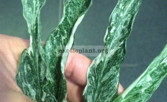 Spathiphyllum-Silver-Rain-dwarf