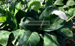 Spathiphyllum-cannifolium-1-1