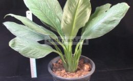 Spathiphyllum-cannifolium-Silver-Dust-
