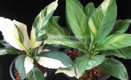 Spathiphyllum-cannifolium-Sunny-Sailswhite-form-and-Spathiphyllum-cannifolium-Sunny-Sailsyellow-form