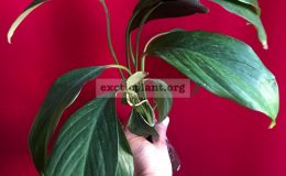 Spathiphyllum-cochlearispathum-25