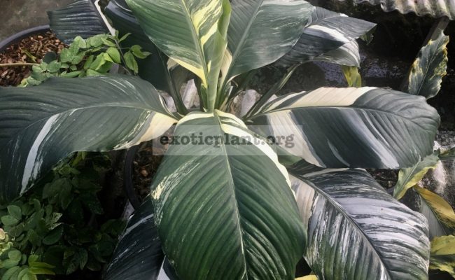 Spathiphyllum-cochlearispathum-‘Sunny-Sailswhite-form-1-1