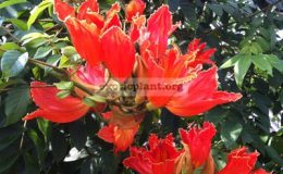 Spathodea-campanulata-25