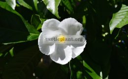 Stemmadenia-litolaris