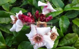 Strophanthus-gratus-