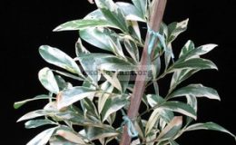 Suregada-multiflora-white-leaf