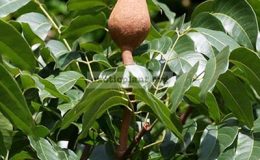 Swietenia