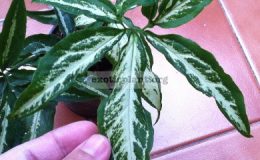 Syngonium-Little-Star-500-ювенильные-листья-уже-5-ти-лопастные-