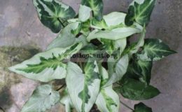 Syngonium-Magic-Marble-syngonium-Three-Kings