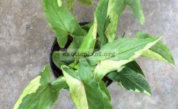 Syngonium-Ngern-Lai-Ma-Eclipse