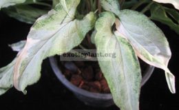 Syngonium-Ngern-Lai-Ma-variegated-