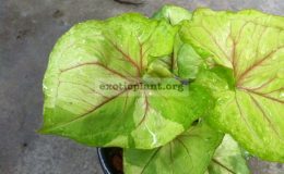Syngonium-Rassamee-Thong-variegated-20