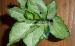 Syngonium-Salad