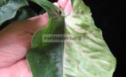 Syngonium-T24-variegated-