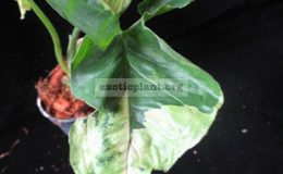 Syngonium-T24-variegated
