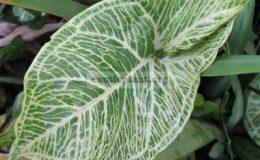 Syngonium-T26-Golden-Veination-