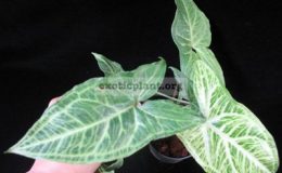 Syngonium-T26-Golden-Veination-1-1