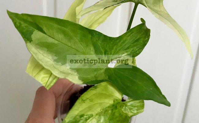 Syngonium-albo-variegatum-600