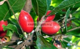 Synsepalum-dulcificum-