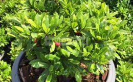Synsepalum-dulcificum-Dwarf-45-