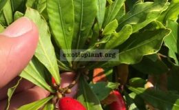 Synsepalum-dulcificum-Dwarf-45
